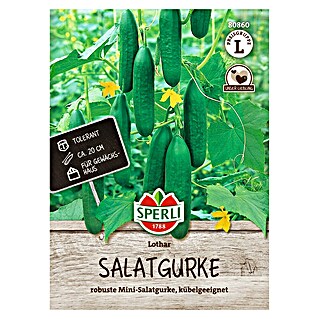 Sperli Groentezaden Lothar (Cucumis sativus)