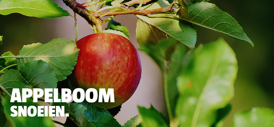 appelboom-snoeien-header
