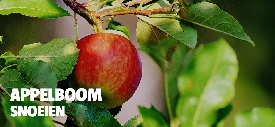 appelboom-snoeien-header