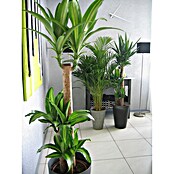 Piardino Kamerplantenmix (Verschillende soorten, Potmaat: 21 cm) | BAUHAUS