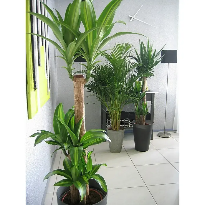 Piardino Zimmerpflanzen-Mix - Verschiedene Sorten, Topfgröße: 21 cm - Das Bild zeigt eine Auswahl an Zimmerpflanzen, darunter eine Dracaena, eine Areca-Palme und eine Yucca, in einem modernen Interieur mit hellem Fliesenboden.