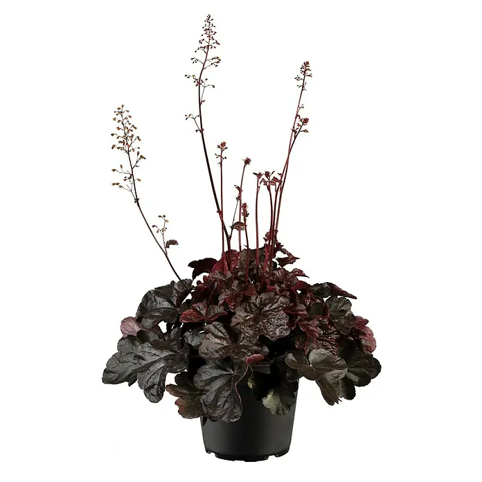 Piardino Purpurglöckchen - Heuchera Hybride in Sorten, Topfgröße: 23 cm, Sortenabhängig - Topf-Purpurglöckchenpflanze mit dunkelroten Blättern und hohen Stielen mit kleinen, zarten Blüten in einem schwarzen Topf.