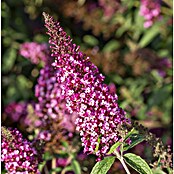 Buddleja davidii 19 Premium i.S. gem. im