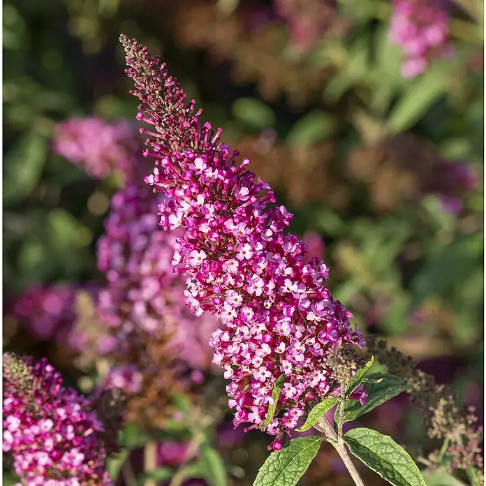 Sommerflieder - Buddleja davidii 'Butterfly Candy' ®, Topfgröße: 19 cm - Eine Nahaufnahme einer Schmetterlingsfliederblüte in leuchtendem Pink, die die filigranen Details der Blütenstände hervorhebt.