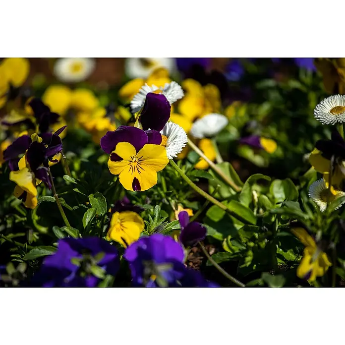 Piardino Hornveilchen 3 Farben im Topf - Viola cornuta, Topfgröße: 10 cm, Dreifarbig/Sortenabhängig - Lebhafte gelbe und violette Stiefmütterchen mit weißen margeritenähnlichen Blumen in einem Blumenbeet.