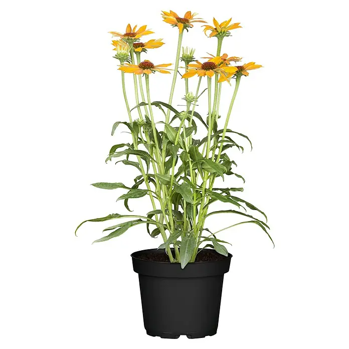 Piardino Staude - in Sorten gemischt, Topfgröße: 14 cm - Topf-Sonnenhut in Gelb-Orange mit grünen Stängeln und Blättern in einem schwarzen Plastiktopf.