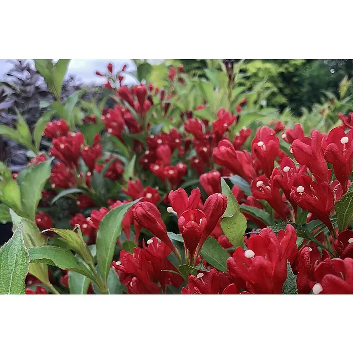 Piardino Weigelie - Weigela in Sorten gemischt, Topfgröße: 17 cm - Üppige rote Weigelienblüten mit grünen Blättern, die die Schönheit und Lebendigkeit der Natur zeigen.