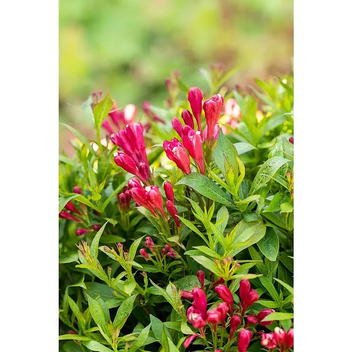 Piardino Weigelie - Weigela in Sorten gemischt, Topfgröße: 17 cm - Nahaufnahme der leuchtend roten Blüten und grünen Blätter der Weigelie, die ihre Schönheit und Lebendigkeit in der Natur zeigen.