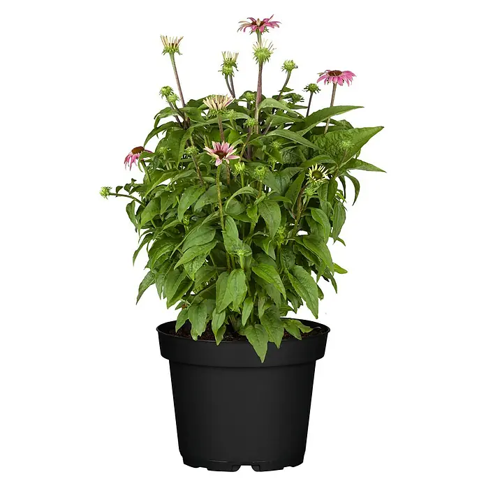 Piardino Staude - in Sorten gemischt, Topfgröße: 14 cm - Blühende Pflanze mit grünen Blättern und rosa Blüten in einem schwarzen Topf.