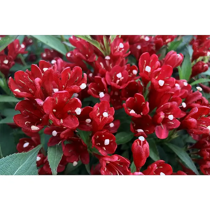 Piardino Weigelie - Weigela in Sorten gemischt, Topfgröße: 17 cm - Nahaufnahme einer Weigelienblüte mit roten Blütenblättern und weißen Punkten, die die Schönheit der Natur hervorhebt.