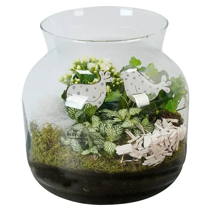 Piardino Zimmerpflanzen-ArrangementSortenabhängig