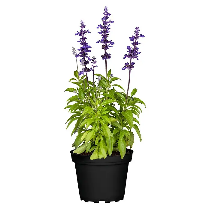 Piardino Staude - in Sorten gemischt, Topfgröße: 14 cm - Topfpflanze mit leuchtend violetten Blüten und grünen Blättern in einem schwarzen Topf.