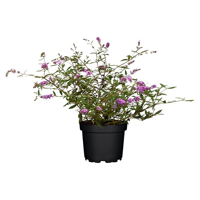Buddleja davidii 19 Premium i.S. gem. im