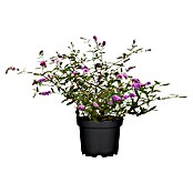 Buddleja davidii 19 Premium i.S. gem. im