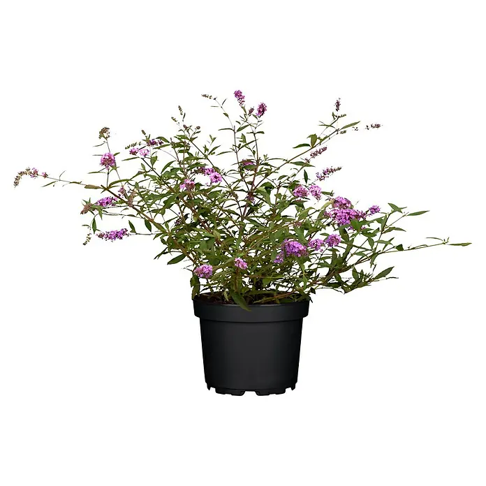 Sommerflieder - Buddleja davidii 'Butterfly Candy' ®, Topfgröße: 19 cm - Schmetterlingsflieder im Topf mit üppiger, lilafarbener Blüte, ideal für Garten und Balkon. Attraktiver Blickfang.