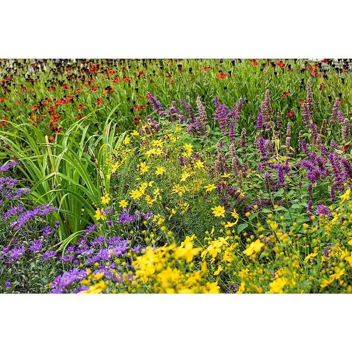 Piardino Staude - in Sorten gemischt, Topfgröße: 14 cm - Bunte Blumenvielfalt im Garten: Gelbe, lila und rote Blütenstände in einem üppigen Blumenbeet. Farbenfrohe Blütenpracht für Naturliebhaber.