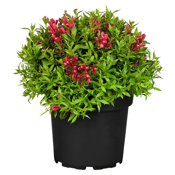 Piardino Weigelie - Weigela in Sorten gemischt, Topfgröße: 17 cm - Strauch mit roten Blüten in einem schwarzen Topf. Der Weigelien-Strauch präsentiert seine üppigen, roten Blüten und das grüne Blätterkleid im Topf.