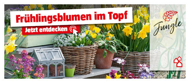 Frühlingsblumen im Topf