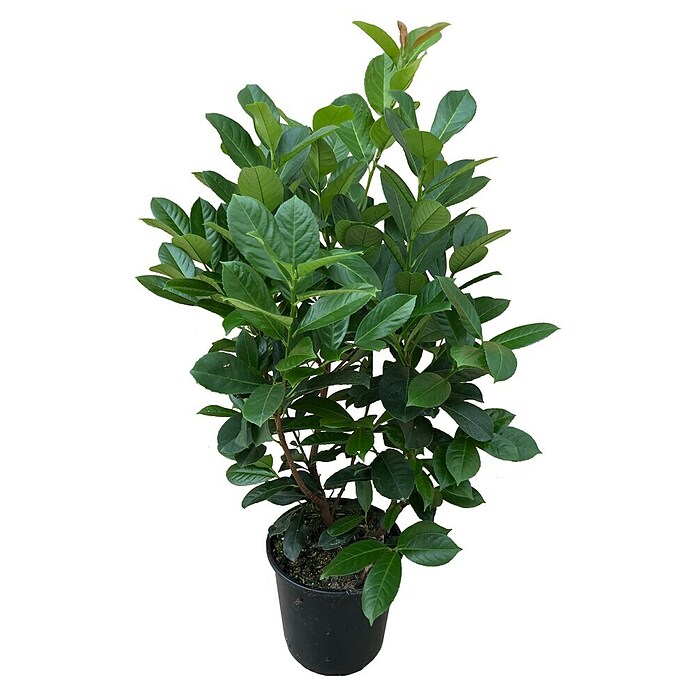 Kirschlorbeer (Prunus laurocerasus 'Etna', Topfvolumen: 7,5 l, Aktuelle Wuchshöhe: 80 cm - 100 cm) | BAUHAUS