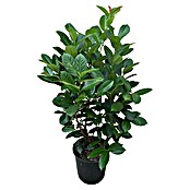 Kirschlorbeer (Prunus laurocerasus 'Etna', Topfvolumen: 7,5 l, Aktuelle Wuchshöhe: 80 cm - 100 cm) | BAUHAUS