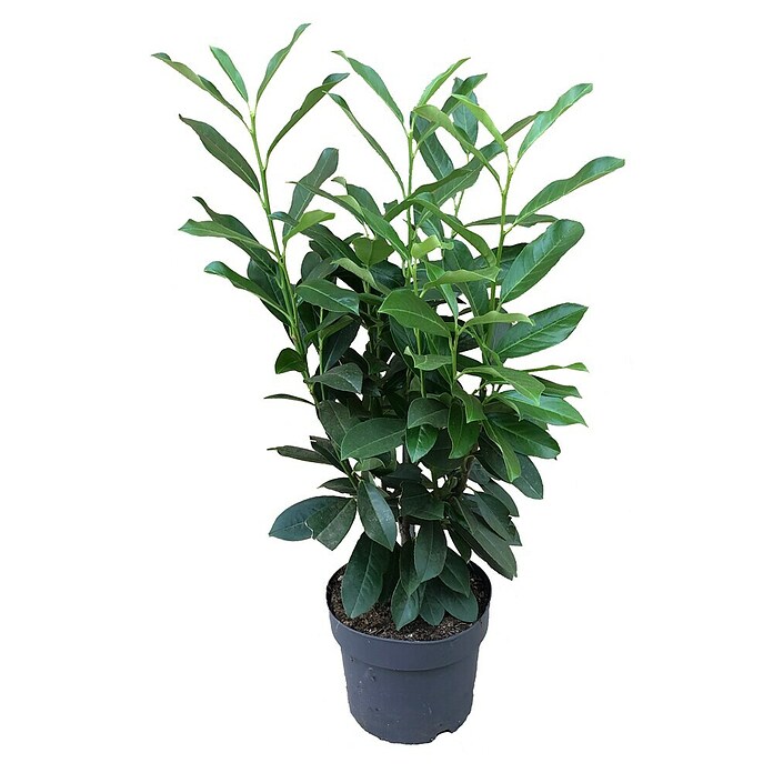 Kirschlorbeer (Prunus laurocerasus ''Caucasica'', Topfvolumen: 3 l, Aktuelle Wuchshöhe: 60 cm - 80 cm) | BAUHAUS