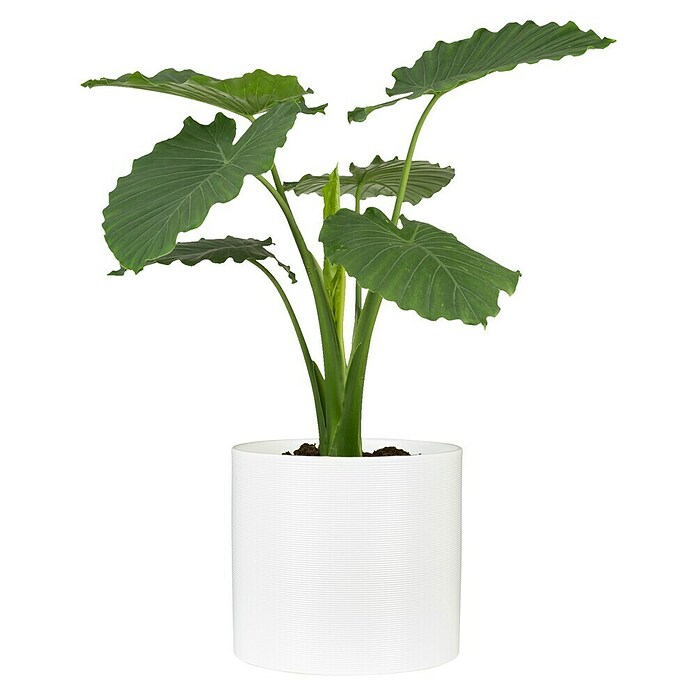 Scheurich Übertopf rund (Außenmaß (Ø x H): 23 x 21 cm, Keramik, Weiß) | BAUHAUS