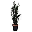 Becher-Eibe (Taxus Media 