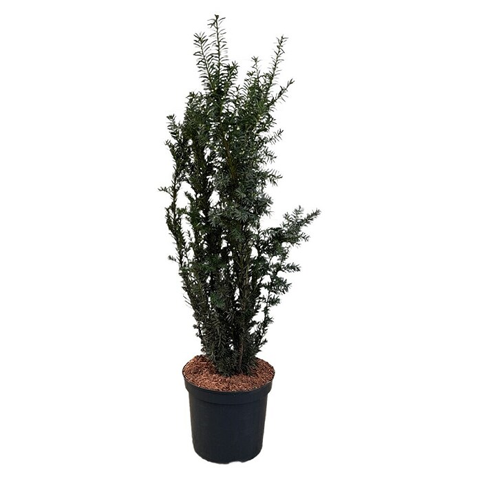 Becher-Eibe (Taxus Media "Hillii", Topfvolumen: 7,5 l, Aktuelle Wuchshhe:  80 cm - 100 cm) | BAUHAUS