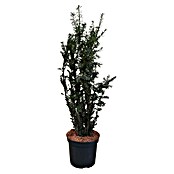 Becher-Eibe (Taxus Media 