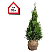 Lebensbaum (100 Stk., Aktuelle Wuchshöhe: 80 cm - 100 cm, Thuja occidentalis 'Smaragd') | BAUHAUS