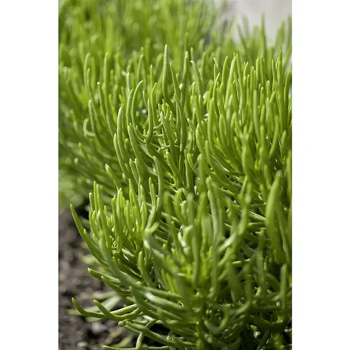 Piardino Sukkulenten - Topfgröße: 6 cm - Nahaufnahme von Sukkulenten mit länglichen, hellgrünen Blättern, die eine dichte, texturierte Oberfläche bilden und gesundes Wachstum zeigen.