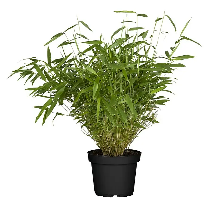 Piardino Muriel-Bambus - Fargesia murielae, Topfvolumen: 2 l - Ein üppiger Bambusbaum in einem schwarzen Topf, ideal für die Zimmerdekoration. Er bringt einen Hauch von Natur in jeden Raum.