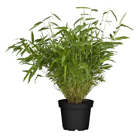 Piardino Lebensbaum - 60 cm - 80 cm, Thuja occidentalis 'Brabant', 130 Stk.  online kaufen bei BAUHAUS