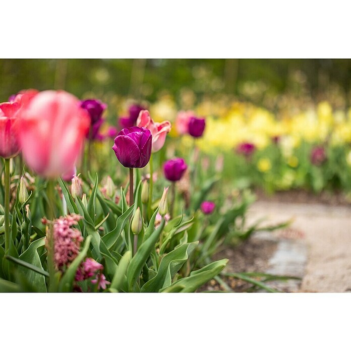 Piardino Blumenzwiebeln 6er Mix Pack (Botanische Bezeichnung: Sortenabhängig) | BAUHAUS