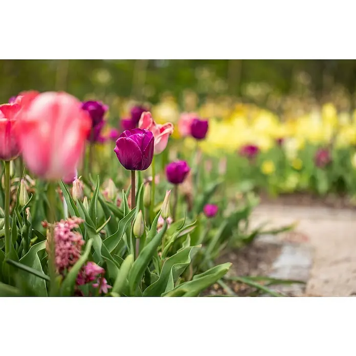 Piardino Blumenzwiebeln 6er Mix Pack - Botanische Bezeichnung: Sortenabhängig - Nahaufnahme von einer Gruppe von Tulpen in verschiedenen Farben, die in einem Garten blühen und einen farbenfrohen Anblick bieten.