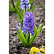 Piardino Blumenzwiebeln 6er Mix Pack (Botanische Bezeichnung: Sortenabhängig) | BAUHAUS