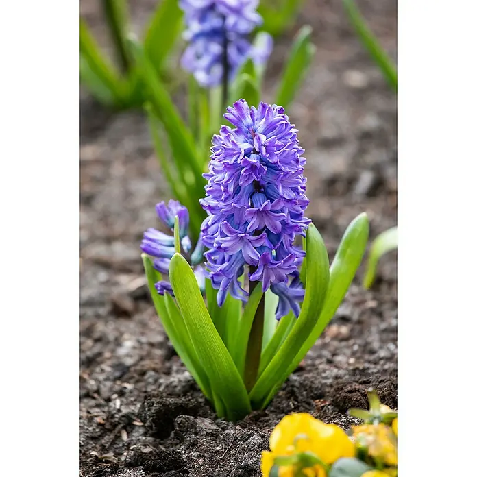 Piardino Blumenzwiebeln 6er Mix Pack - Botanische Bezeichnung: Sortenabhängig - Nahaufnahme einer blauen Hyazinthe im Garten, umgeben von grünen Blättern und Erde. Die Blüte steht im Fokus.