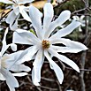 Piardino Magnolie (Magnolia liliiflora in Sorten, Topfgröße: 23 cm) | BAUHAUS