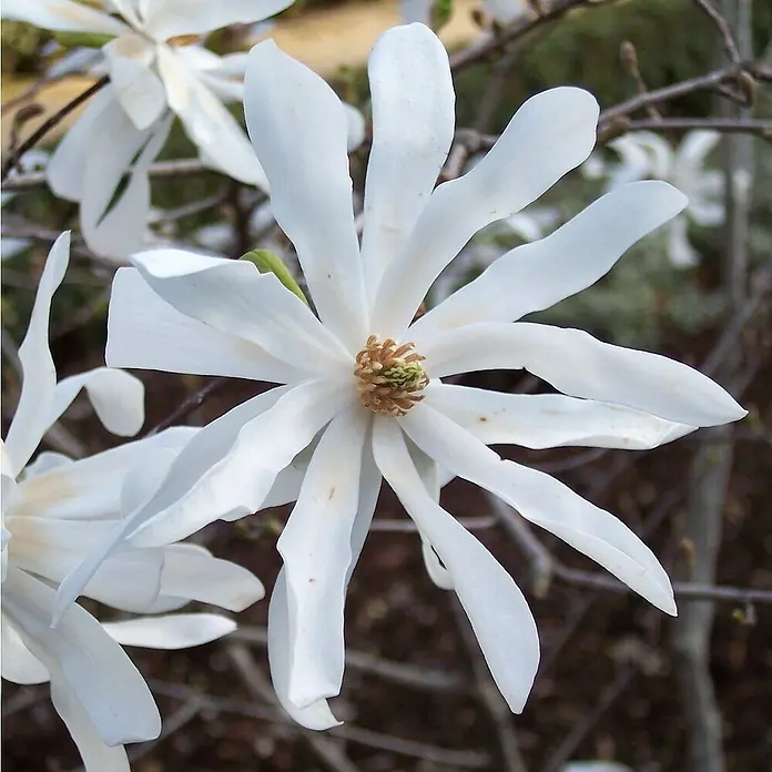 Piardino Magnolie - Magnolia liliiflora in Sorten, Topfgröße: 23 cm - Nahaufnahme einer blühenden Sternmagnolie mit zarten, weißen Blütenblättern, die einen goldenen Blütenstand umgeben. Die Eleganz der Magnolie erstrahlt.