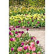 Piardino Blumenzwiebeln 6er Mix Pack (Botanische Bezeichnung: Sortenabhängig) | BAUHAUS