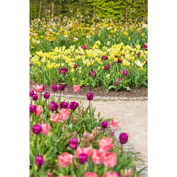 Piardino Blumenzwiebeln 6er Mix Pack - Botanische Bezeichnung: Sortenabhängig - Blumenpracht im Garten: Eine farbenfrohe Mischung aus gelben Narzissen und pinkfarbenen Tulpen in voller Blüte. Natur pur!