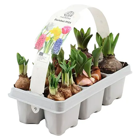 Piardino  Blumenzwiebeln 6er Mix Pack