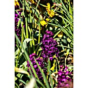 Piardino Blumenzwiebeln 6er Mix Pack (Botanische Bezeichnung: Sortenabhängig) | BAUHAUS