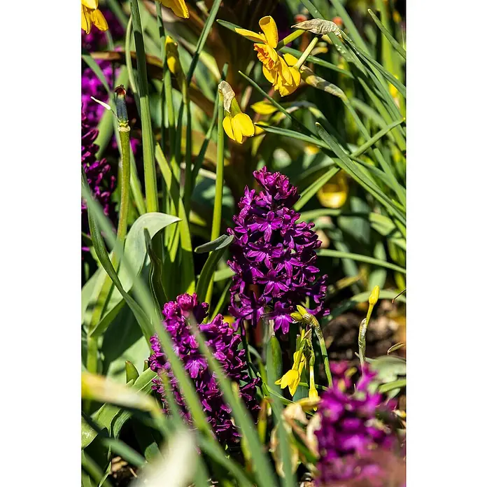 Piardino Blumenzwiebeln 6er Mix Pack - Botanische Bezeichnung: Sortenabhängig - Nahaufnahme von lebendigen Hyazinthenblüten in tiefem Lila, umgeben von grünen Blättern und gelben Narzissen, die einen farbenfrohen Frühlingsgarten zeigen.