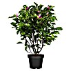 Piardino Magnolie (Magnolia liliiflora in Sorten, Topfgröße: 23 cm) | BAUHAUS
