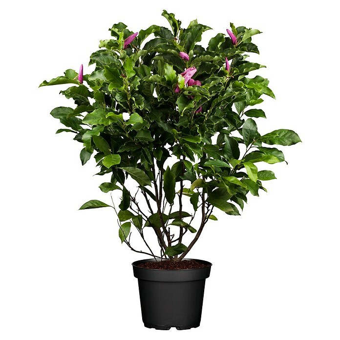 Piardino Magnolie (Magnolia liliiflora in Sorten, Topfgröße: 23 cm) | BAUHAUS