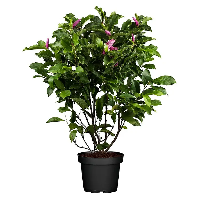 Piardino Magnolie - Magnolia liliiflora verschiedene Sorten, Topfgröße: 23 cm - Das ist eine Magnolie 'Genie' im Topf. Diese Pflanze hat dunkelrote Blüten und grüne Blätter, die dem Garten einen eleganten Touch verleihen.