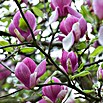 Piardino Magnolie (Magnolia liliiflora in Sorten, Topfgröße: 23 cm) | BAUHAUS
