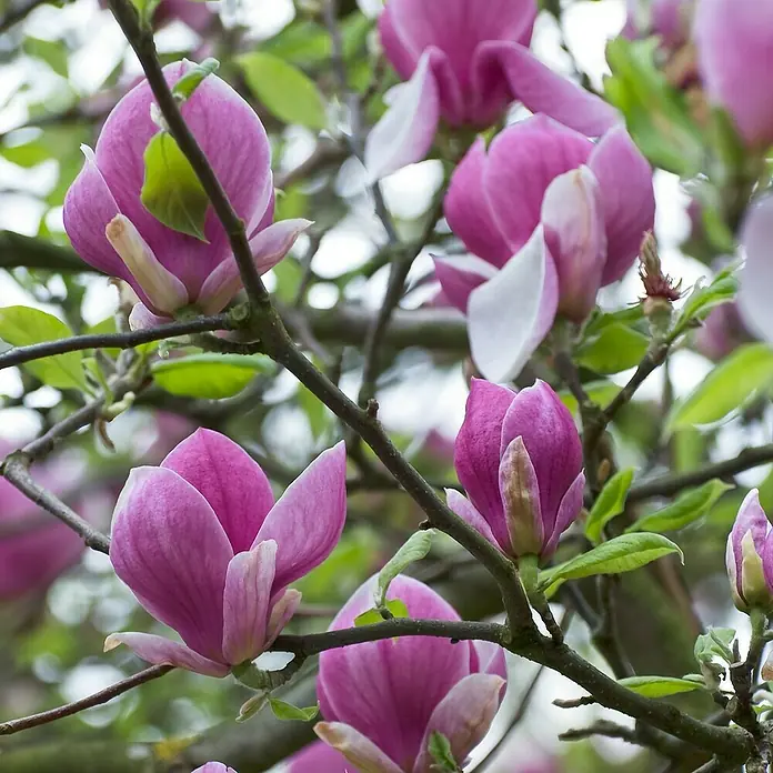 Piardino Magnolie - Magnolia liliiflora Susan, Topfgröße: 30 cm - Nahaufnahme von rosa Magnolienblüten an einem Baum. Die Blüten sind teilweise geöffnet und zeigen zarte Details.