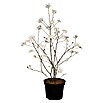 Piardino Magnolie (Magnolia liliiflora in Sorten, Topfgröße: 23 cm) | BAUHAUS